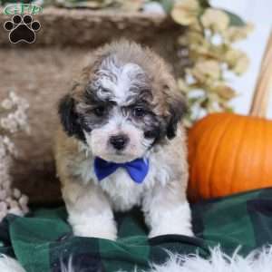 Franky, Teddy Bear Puppy